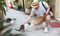 El significado espiritual de un gato callejero que te sigue