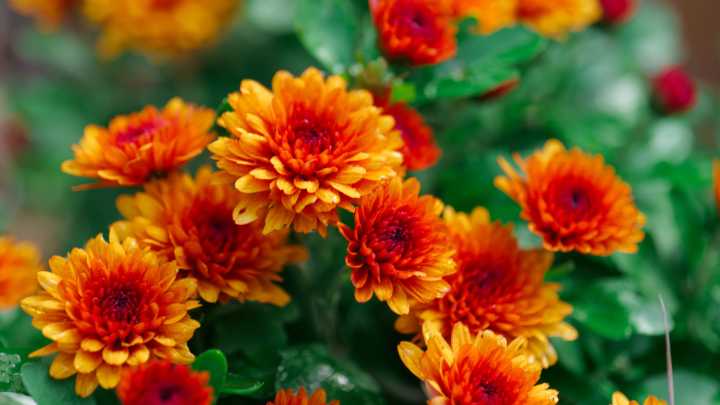 13 Companion Plants You Can Grow With Chrysanthemum Flowers For A Thriving Fall Garden