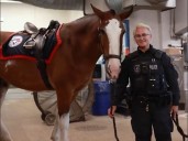 Toronto Police will pony up for Blue Jays' George Springer | Grande Prairie Daily Herald Tribune