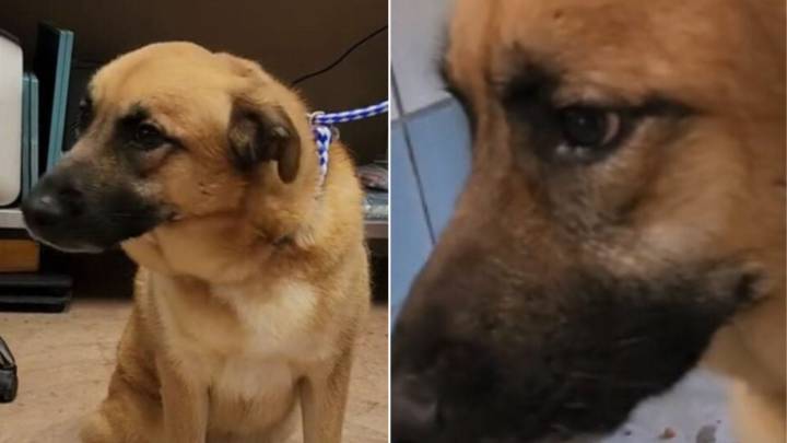 Houston Dog Realizes He’s Been Left Behind Again And His Reaction Says Everything