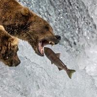 Big news: Annual eating contest roars to life in Fat Bear Week