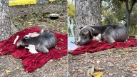 Texas Mama Dog Abandoned With Her Puppies On A Soaked Blanket Waits For A Miracle