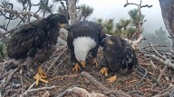 Big Bear housing project proposal moves forward despite concerns from bald eagle fans