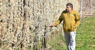 La fruticultura le dio revancha en el Alto Valle: «De grande, tuve la posibilidad de empezar de vuelta»