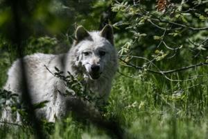 Wolf attack in Greece prompts calls for hunting rights