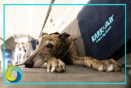 Italia permitirá el transporte de perros de gran tamaño en vuelos comerciales