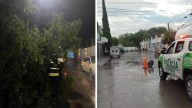 Retiran árbol caído y liberan vialidades tras lluvias en Soledad