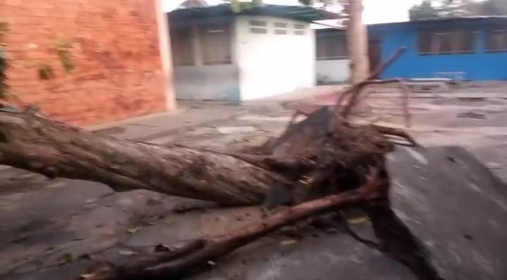 Eje Panamericano | Severos daños causaron dos árboles precipitados en UE Valmore Rodríguez a causa de fuertes lluvias