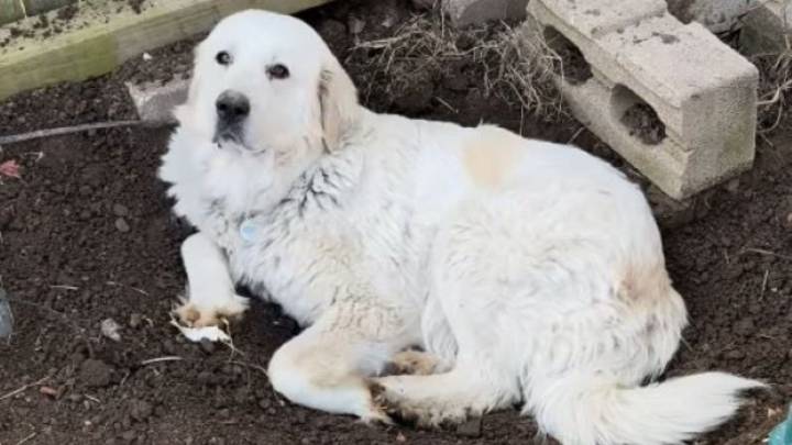 Oklahoma Woman’s Careful Delivery Plan For Her Dog Was Disrupted By Unexpected Events