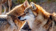 El informe sexenal a la Unión Europea sobre el lobo, retrasado de nuevo por los incendios
