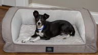 Save 51% on a top-selling Serta pet bed at Wayfair this fall