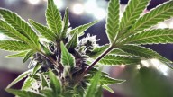 Hearings underway to resolve Alabama medical cannabis license disputes
