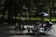 NYC mayor throws support behind bill to ban Central Park horse carriages