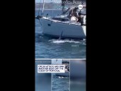 Orcas attack and sink another boat off the coast of Portugal