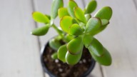 Árbol de jade: este es el detalle clave que tendrá a tu planta feliz en primavera