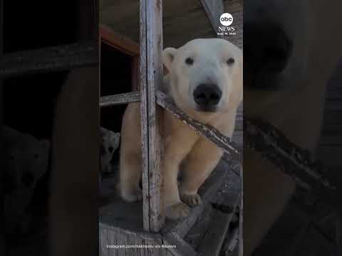 Polar bears take over abandoned Soviet research station
