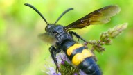 La gigantesca avispa mamut