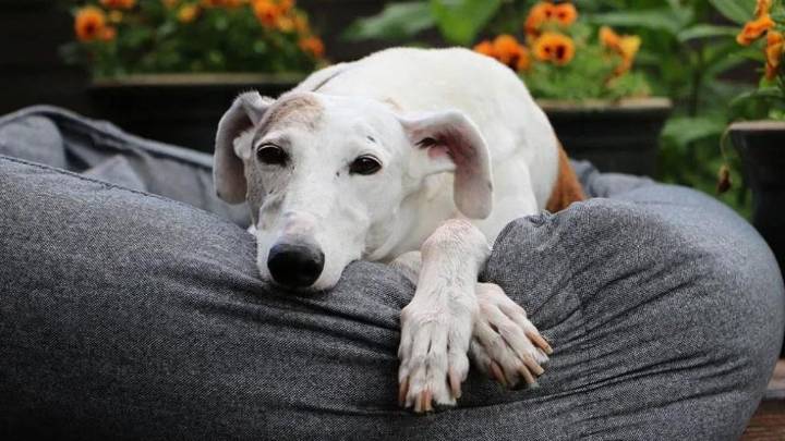 September Orlando music column takes a doggy detour