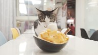 Can Cats Eat Mango? P.S. Cats Can't Taste Sweetness