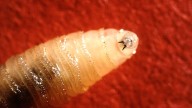This devastating parasite is inching closer to Florida. Here’s what to know