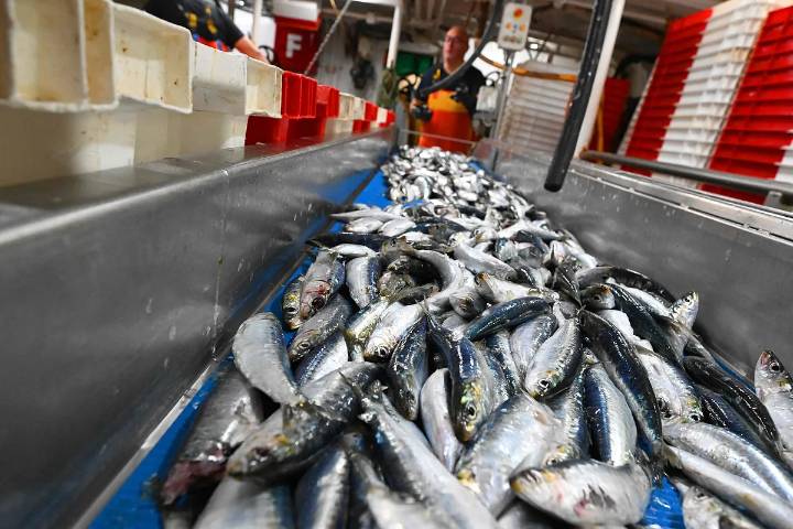 ¿Por qué es bueno comer sardinas de forma habitual y no sólo en verano?