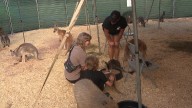 Fair Fun Returns: Food, Critters, and Family Favorites in Luzerne County