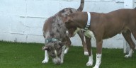 Renegade Paws Rescue hopes recent upgrades improve environment for its pets & increase adoptions