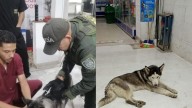 Indignación en Popayán: periodista salvó a perrita enferma que iba a ser lanzada a un río