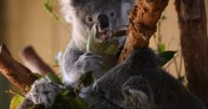 Timber harvesting paused as koala park outline revealed