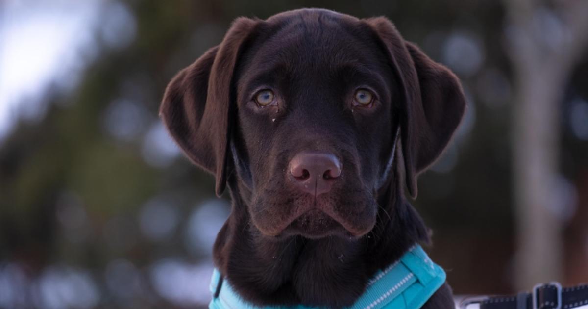 If Labrador Retrievers Could Text: 7 Messages Your Labrador Retriever Would Send You Today