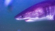 Sharks attacking seals close 2 beaches in Mass.