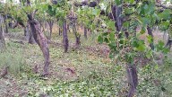 San Juan: 16 departamentos fueron declarados en emergencia agropecuaria por Nación
