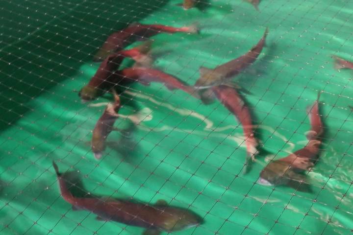 Chelan, Grant PUDs Partner on Salmon Migration