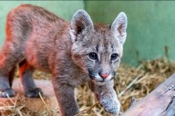 Crueldad animal en Córdoba: mató a un cachorro de puma y lo subió a redes