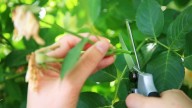 Conocé 3 plantas que son fáciles de reproducir y podés tener en tu jardín