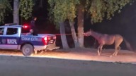 Detiene Policía Municipal de Saucillo a un hombre en estado de ebriedad que andaba a caballo