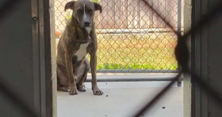 'He's not aggressive, just scared': Lexington neighborhood dog 'Steve' has been safely rescued