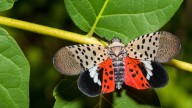 How To Identify Spotted Lanternfly Egg Masses & Get Rid Of The Invasive Insect For Good