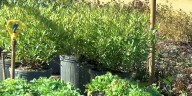 City of St. Johns hosting Fantasy Forest Planting Day