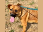 Multnomah County slashes animal adoption fees, asks for help making room in shelters