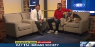 Meet Zeus the German Shepard who is looking for his forever home