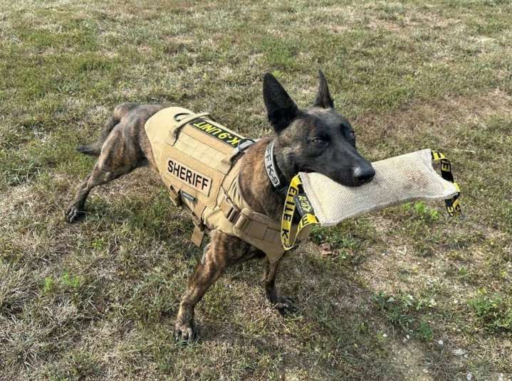 Warrick County K9 dies after surgery complications