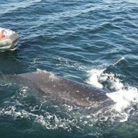 Crew unravels humpback whale from rope and fishing gear off B.C.'s coast