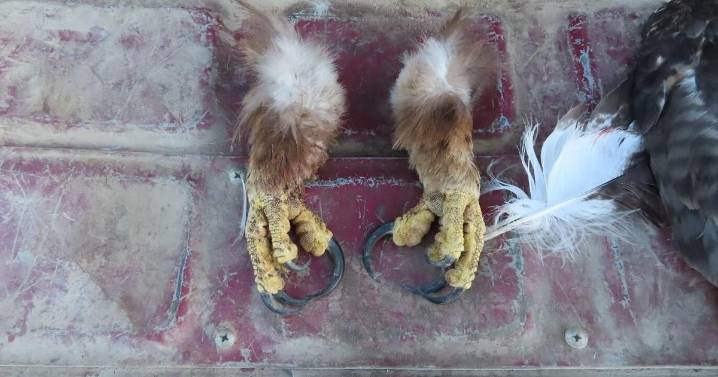 Fugitive accused of poaching eagles in Montana captured, charged with poaching in Canada