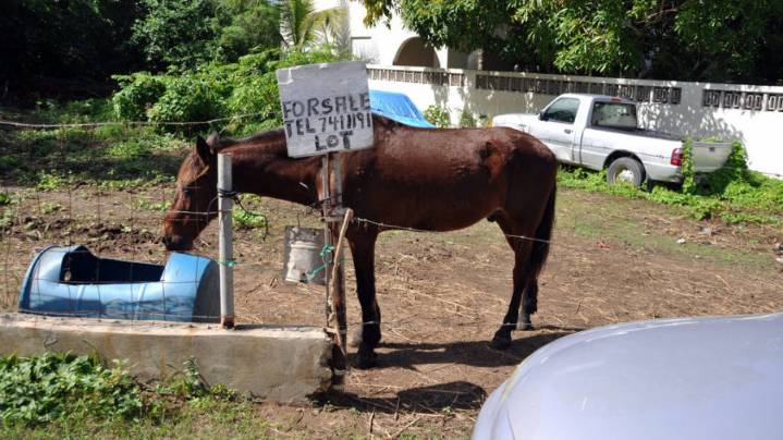 New Horse-and-Buggy Dealership Opens in 'Automobile City'