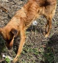 Buscan dar con el paradero de “Canela” en El Jarillo