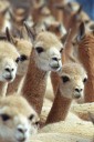 Perú comienza un censo nacional para fortalecer la conservación de miles de vicuñas