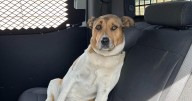 Storey County Sheriff's Office looks to reunite found dog with its owner