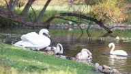 Nature-themed storytime for families at Kellogg Sanctuary