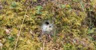 Does The UK Have Tarantulas? An Expert Says 'Yes'